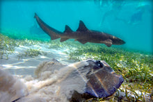 Load image into Gallery viewer, Marinarium Snorkeling Cruise